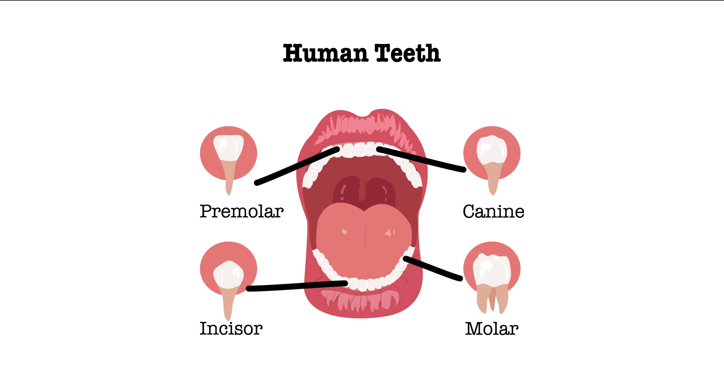 How Many Teeth Do Humans Have?